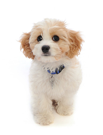 Charlie