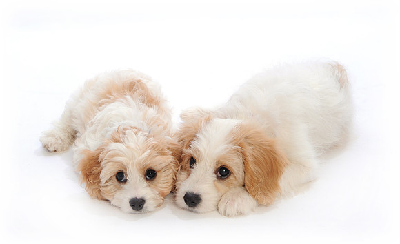 Charlie & Millie