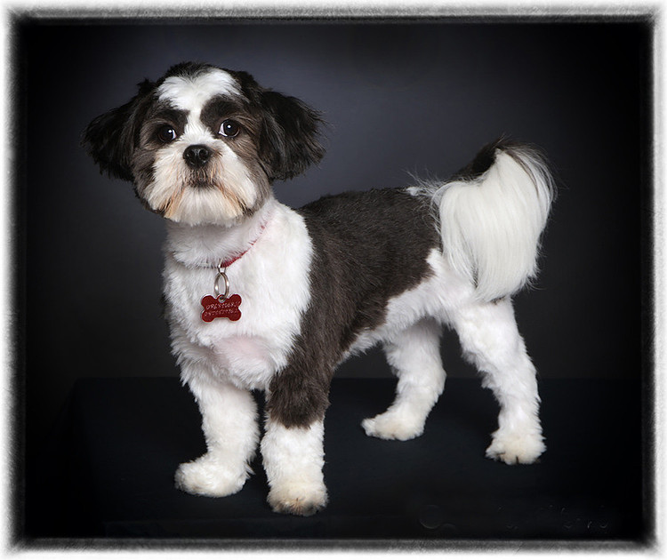 Victor Horgan Photography | Pet Photography