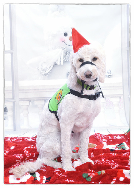 Victor Horgan Photography | Pet Photography