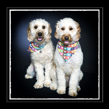 Doggies